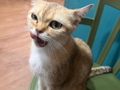 -猫小院猫主题餐厅(南锣旗舰店)