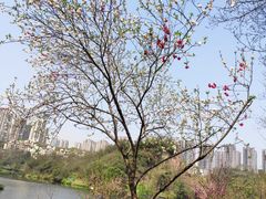 -重庆彩云湖湿地公园