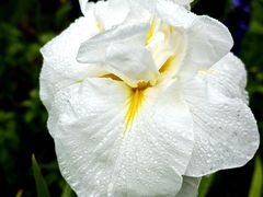 -上海植物园-4号门售票处