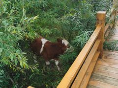 -塞罕坝国家级自然保护区