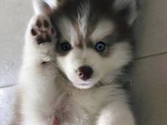 -迪迪客欢乐火锅(斯大林路店)