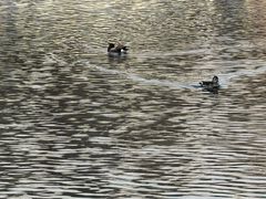 -北京港澳中心瑞士酒店·瑞士咖啡厅·自助餐