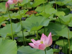 -莲花池公园