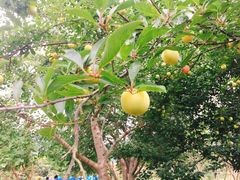 -西山樟坞健康果园枇杷杨梅采摘