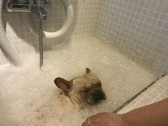 -PETKIT 小佩宠物·低压洗护·美容·寄养(安远店)