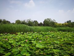 -绿堤公园