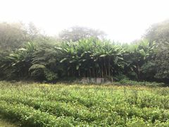 -青城山