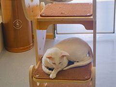 -飞行喵MR PILOT|猫舍·猫咖(静安大融城店)