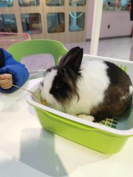 -Moni星球萌宠·小马宝莉·灵蛇·高端高阶全萌宠互动体验俱乐部(红豆国际广场店)