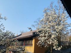 -灵谷景区