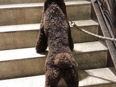 -more than meow吴止猫主题餐厅(承德 中船汇店)