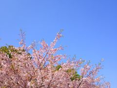 -顾村公园