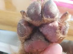 -宠爱国际动物医院· 猫科· 外科·中兽医(长白店)