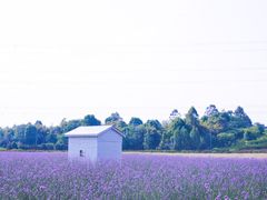 -紫颐香薰山谷景区