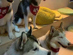-Husky Go! 哈士奇体验馆·宠物咖啡厅狗咖