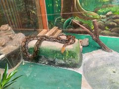 -上海大自然野生昆虫馆(东方明珠·爬宠昆虫探索中心)