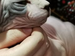 -more than meow吴止猫主题餐厅(承德 中船汇店)