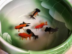 -中环花鸟鱼虫市场