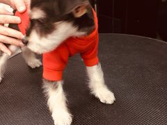 -FAELING PETS美天灵宠物(富力广场店)