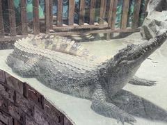 -上海大自然野生昆虫馆(东方明珠·爬宠昆虫探索中心)