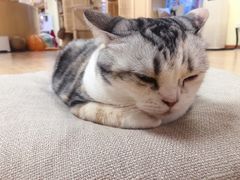 -猫和宫(六道口店)