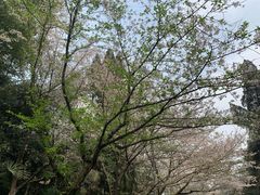 -武汉大学-樱园
