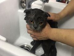 -叮叮猫咪生活馆