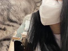 -有喵·猫咖·狗咖·30几只猫10只小狗(岗厦店)