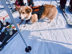 -采薇庄园四季滑雪场