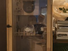 -Mr.Fox狐狸先生超级密室(南山店)