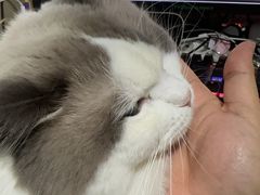 -瑞派·关忠动物医院·猫专科·犬专科(三环新城店)