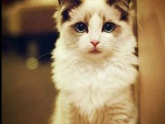 -四川简阳羊肉汤火锅(望花路西里店)