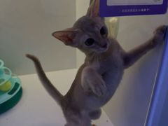 -小猫来了·猫咪专售(红山六九七九店)