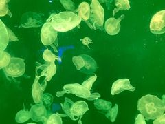 -上海海洋水族馆