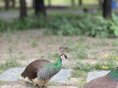 -南海子公园