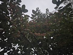 -白洋淀景区