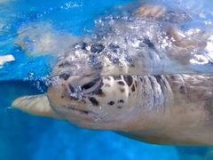 -烟台海昌鲸鲨海洋公园