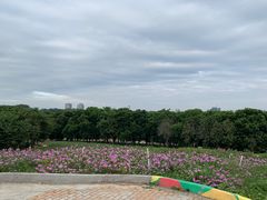 -松山湖梦幻百花洲