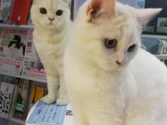 -喵的天空名猫咖啡馆·撸猫·猫舍·用品