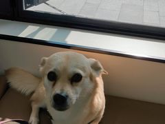 -凯瑞希宠物医院·狂犬免疫·微创·皮肤科