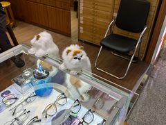 -上海网星眼镜批发·蔡司依视路官方授权(三叶眼镜城店)