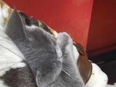 -猫色咖啡·猫咖