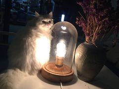 -Anne猫窝咖啡屋