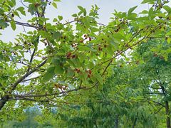 -白水寺森林公园