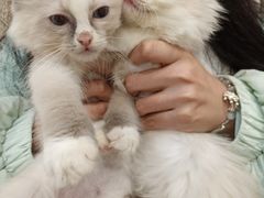 -楼上猫咖(罗湖店)