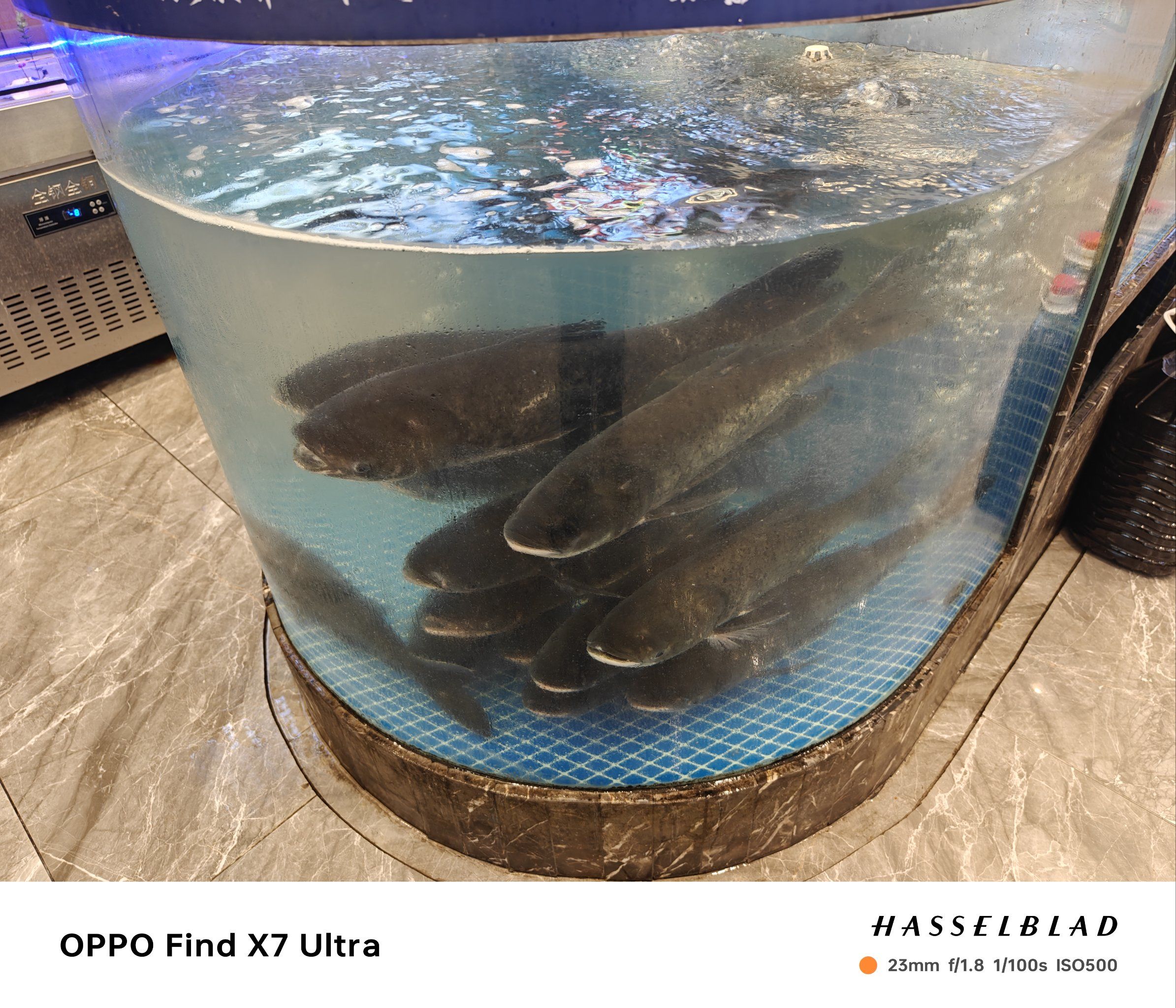 快看这满满的一缸鱼