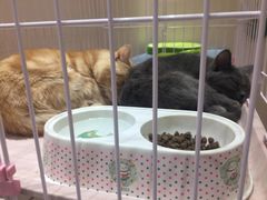 -藏猫猫咖啡主题馆(中央大道店)