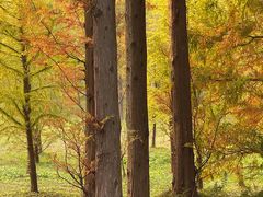 -黄海国家森林公园