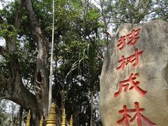 景点-瑞丽独树成林风景区