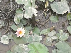 -大湾区中央湿地公园